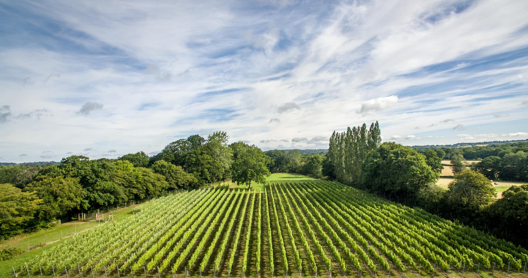 5 vineyards in East Sussex you must visit Wine of England