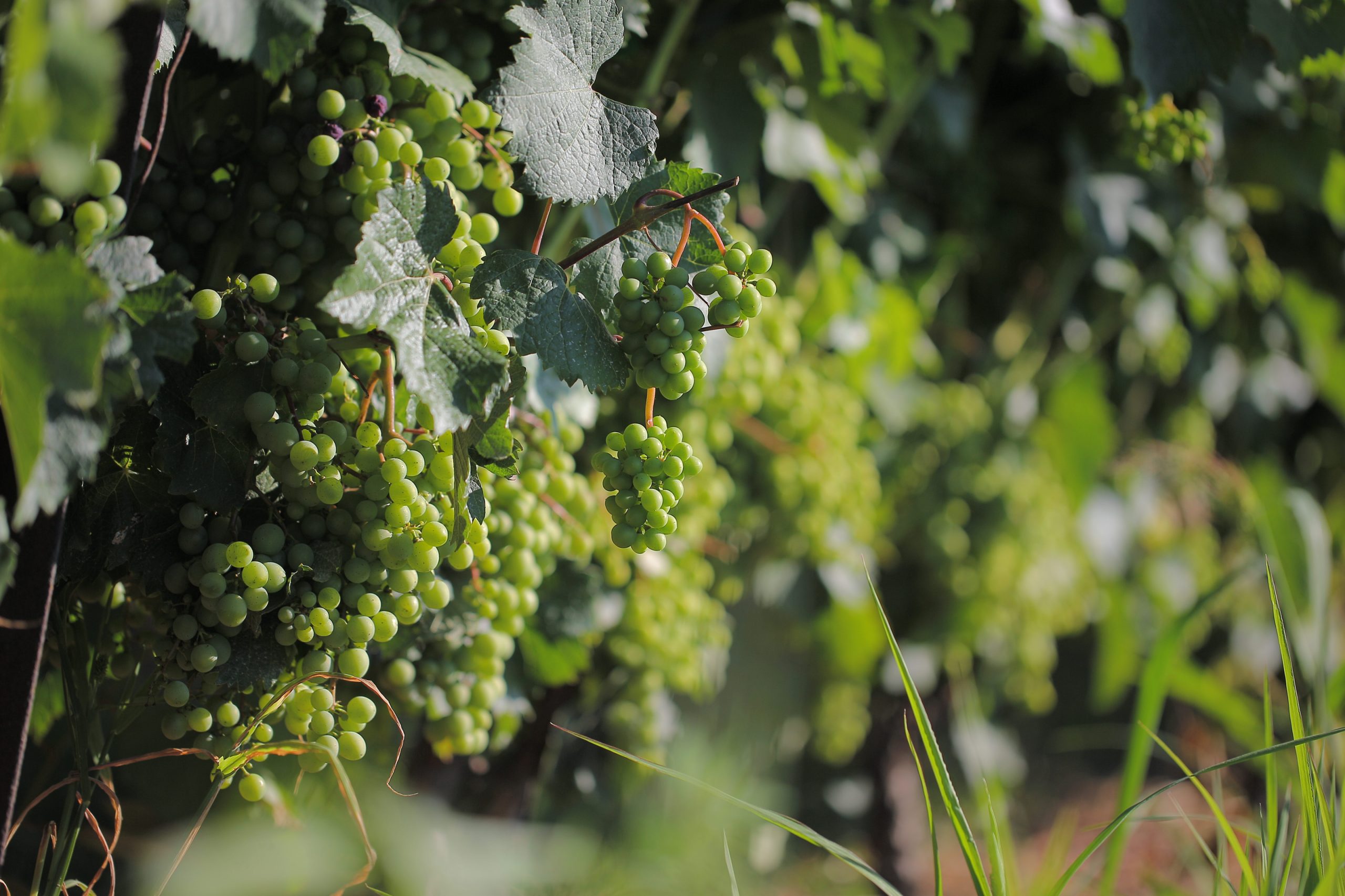 Local Grape Varieties Wine of Moldova