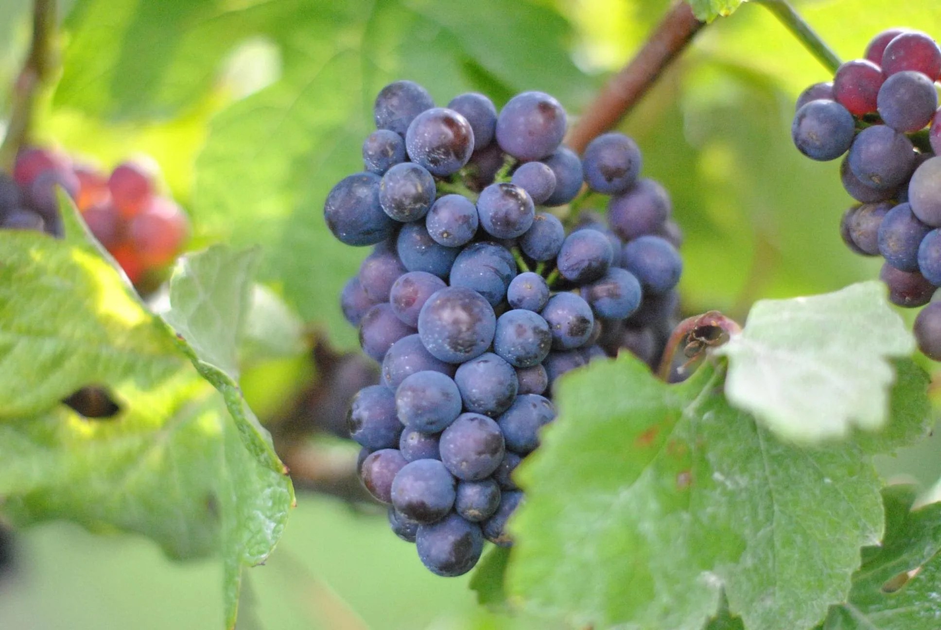 Pinot Meunier Wine Wine Origins