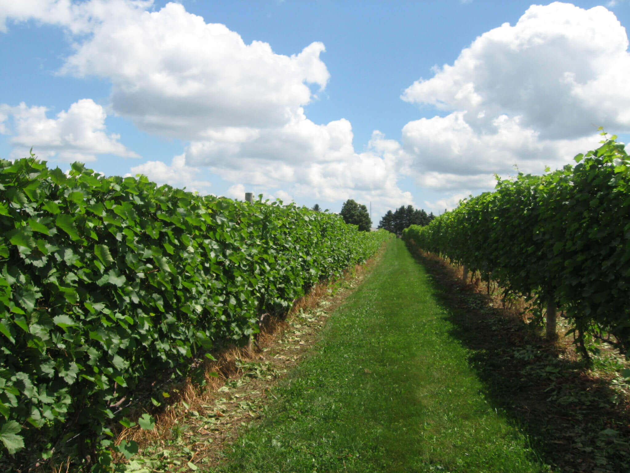 073 🍇 Wineries & Vineyards for Sale