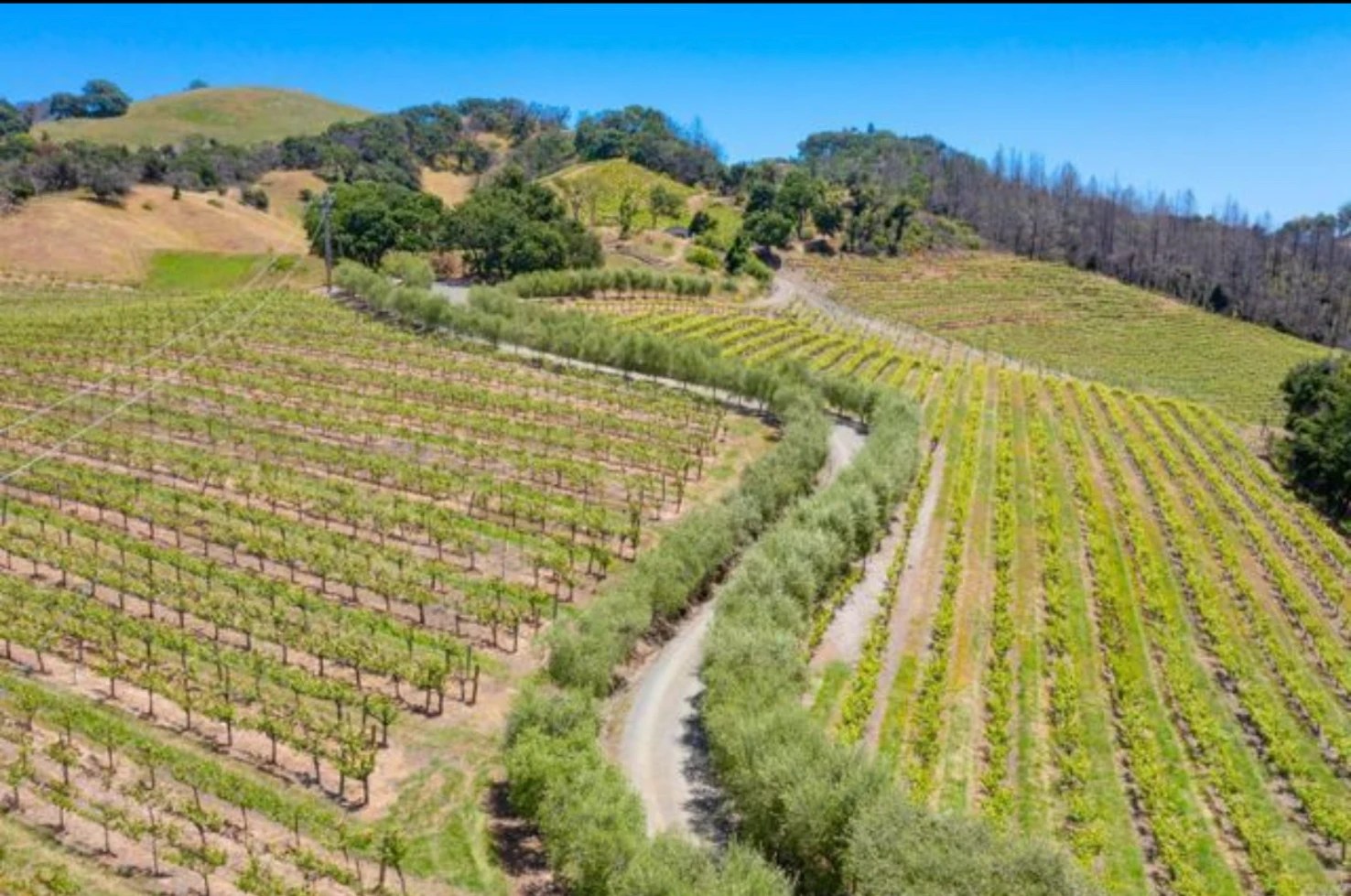 Santa Rosa Vineyard 🍇 Wineries & Vineyards for Sale