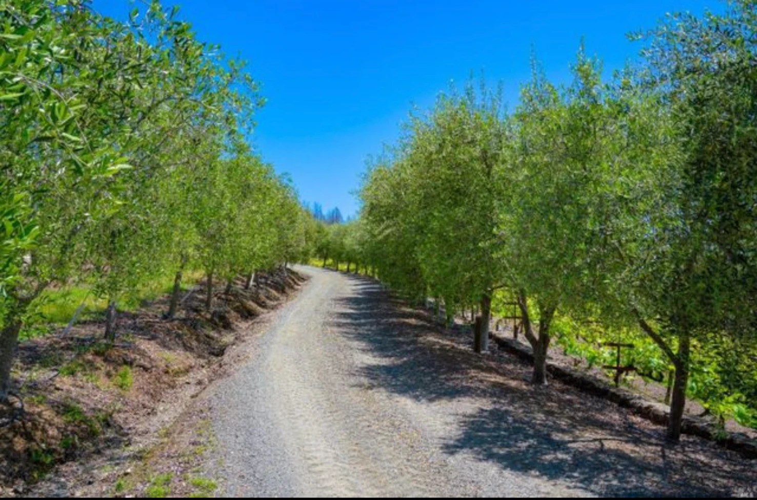 Santa Rosa Vineyard 🍇 Wineries & Vineyards for Sale