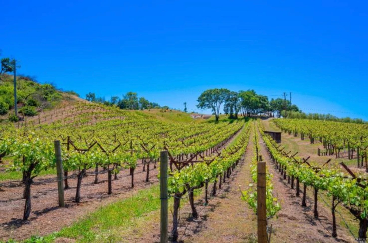 Santa Rosa Vineyard 🍇 Wineries & Vineyards for Sale