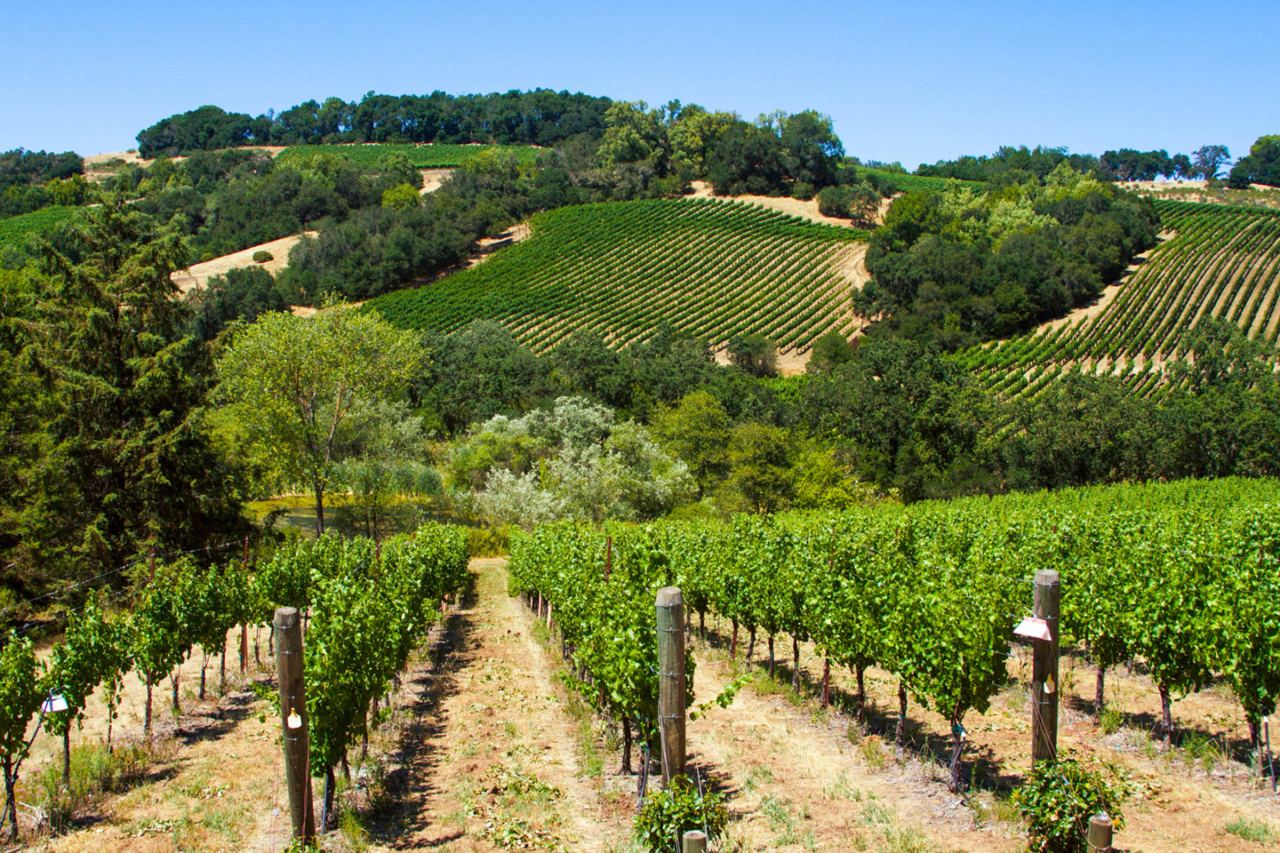 Chalk Hill Estate Vineyards & Winery Winery Explorers