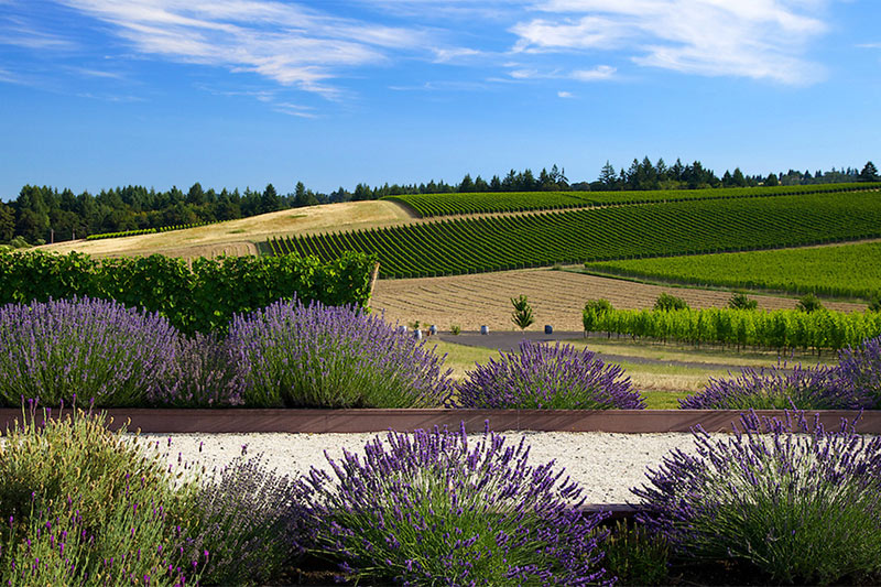 Oregon Wineries with Bocce Ball WineryHunt Oregon