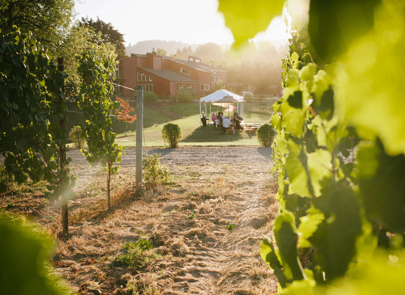 Best Downtown Dundee Oregon Wineries WineryHunt Oregon