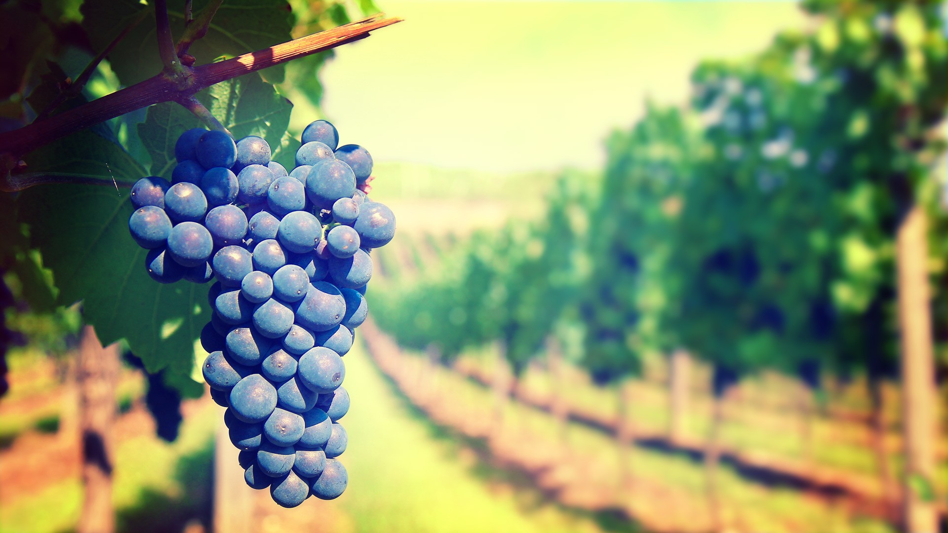 Napa Valley Vineyard with Winery Permit Winery Sale