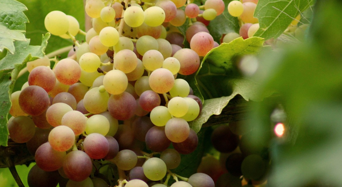 Washington Premium Brand Winery