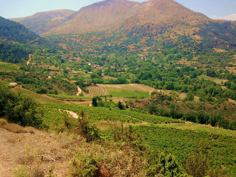 Vineyard in Grece for Sale