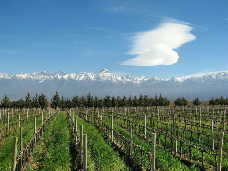 Winery and Finca, 28 hectares, Vista Flores, Tunuyán Mendoza Winery Sale