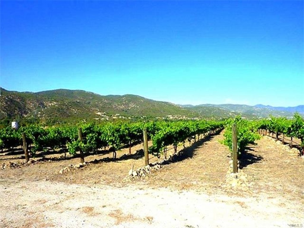 AMAZING VINEYARD & WINERY FOR SALE! Winery Sale