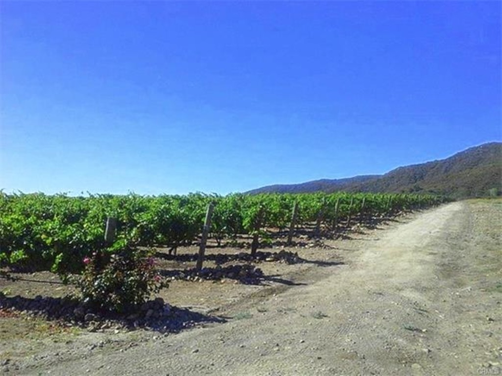 AMAZING VINEYARD & WINERY FOR SALE! Winery Sale