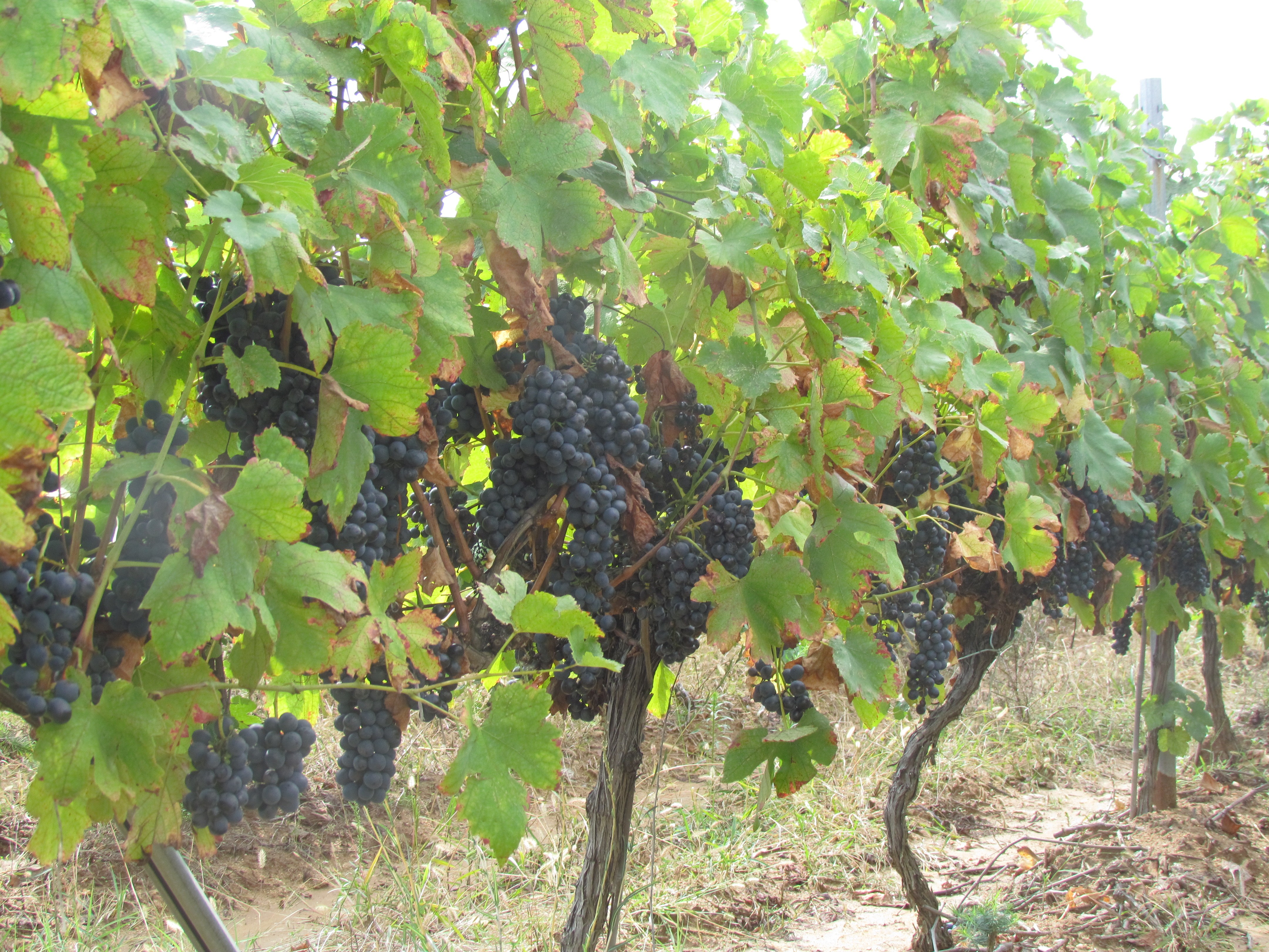 Vineyard for sale in Southern Bulgaria Winery Sale