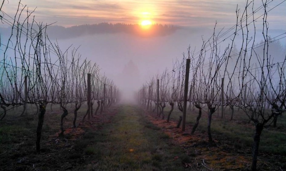 Willamette Valley Vineyard, Home and Winery Winery Sale