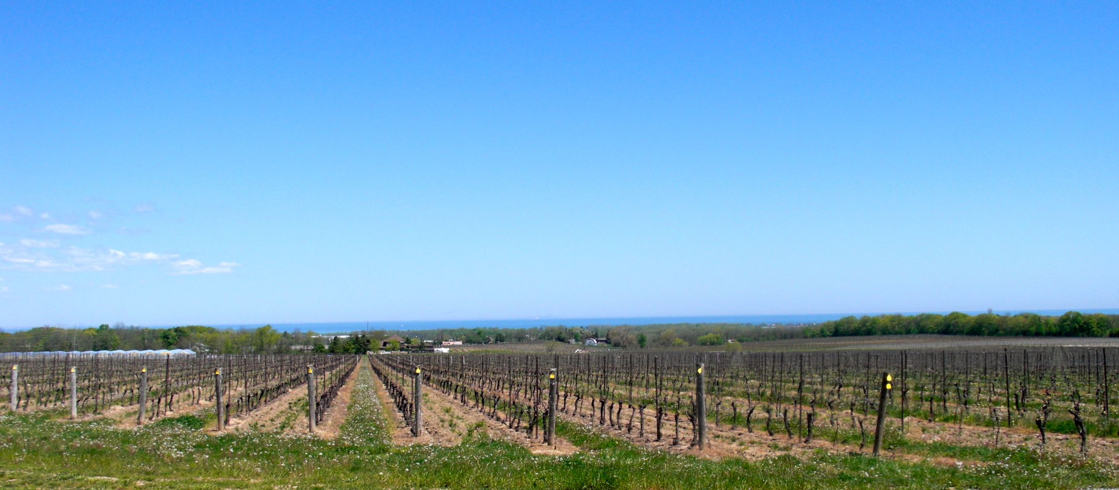 The Fantastic Four Exciting new Niagara wineries that are setting the