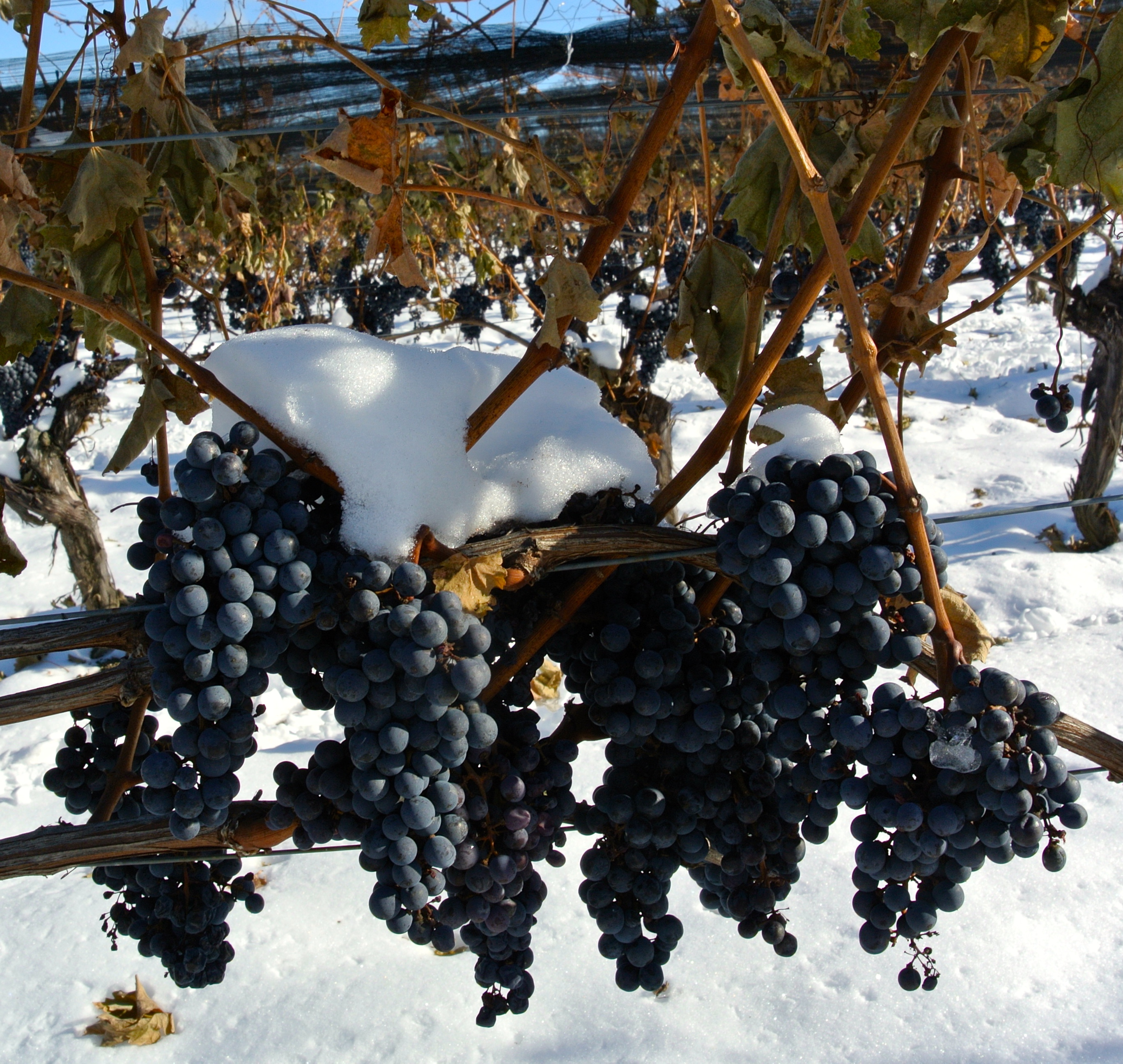 Icewine harvest begins in Ontario — earliest ever Wines In Niagara