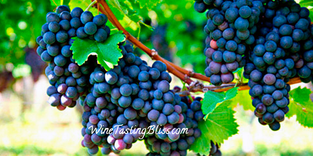 Petit Verdot a Grape That Loves to Blend