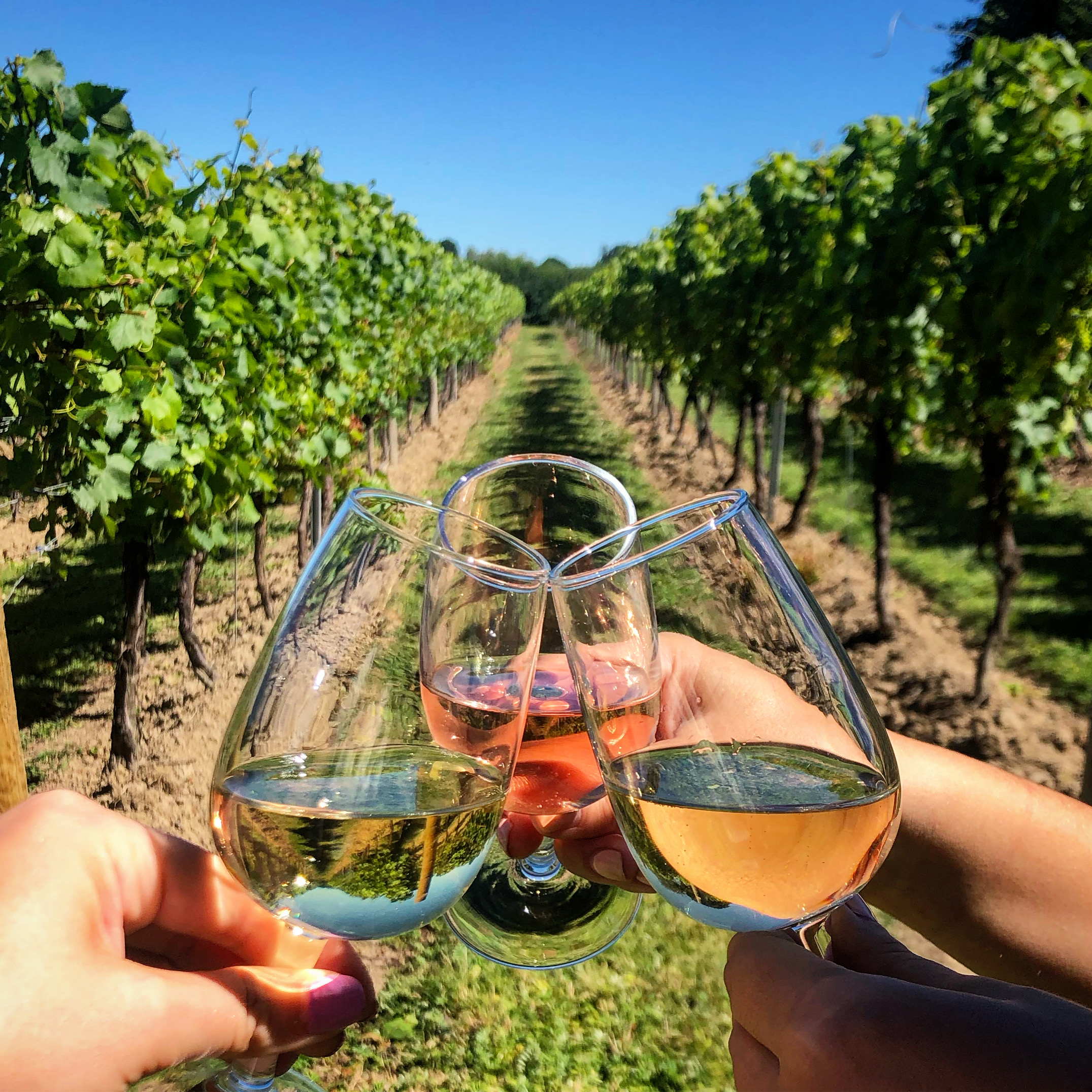 Full Day Private Wine Tour Wine Tours of Kent Guided Wine Tasting