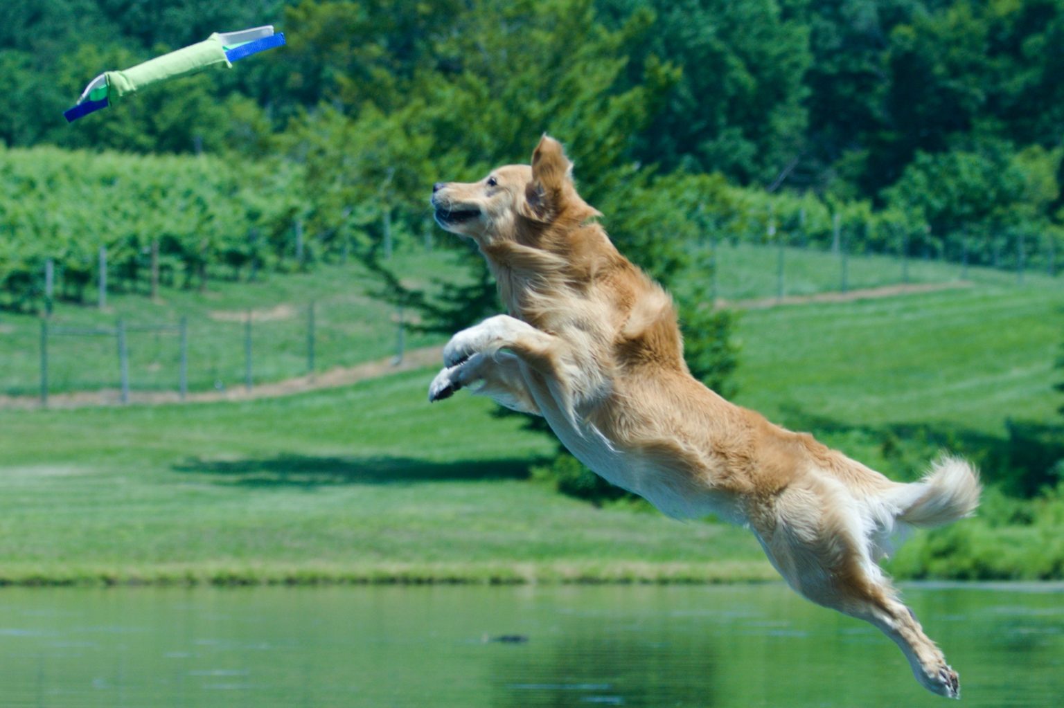 The Doggie Dozen Pet friendly wineries in Virginia Wine Trails and