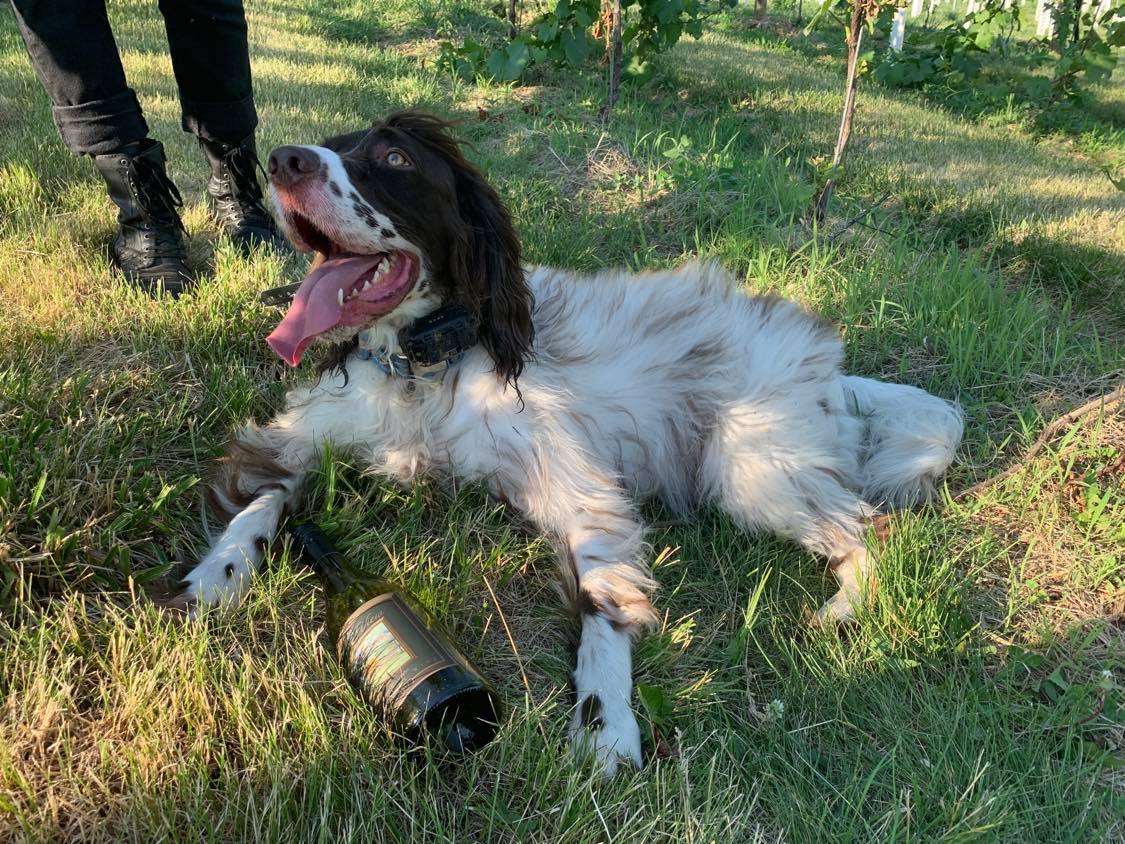 The Doggie Dozen Pet friendly wineries in Virginia Wine Trails and