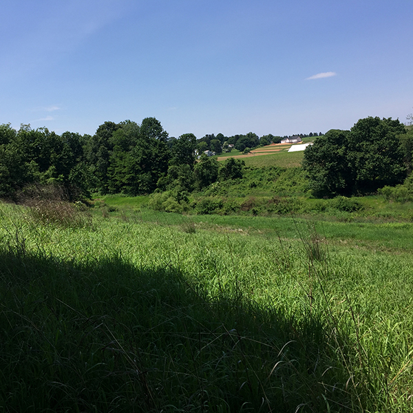 PA1075 Wing and Buck