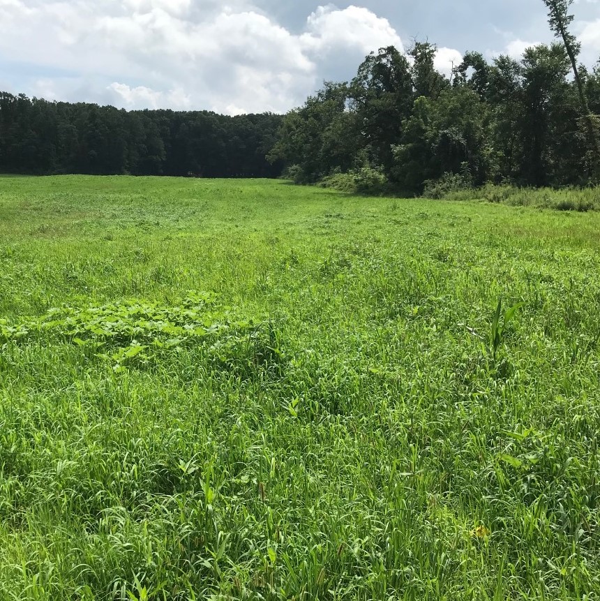 PA1431 Wing and Buck