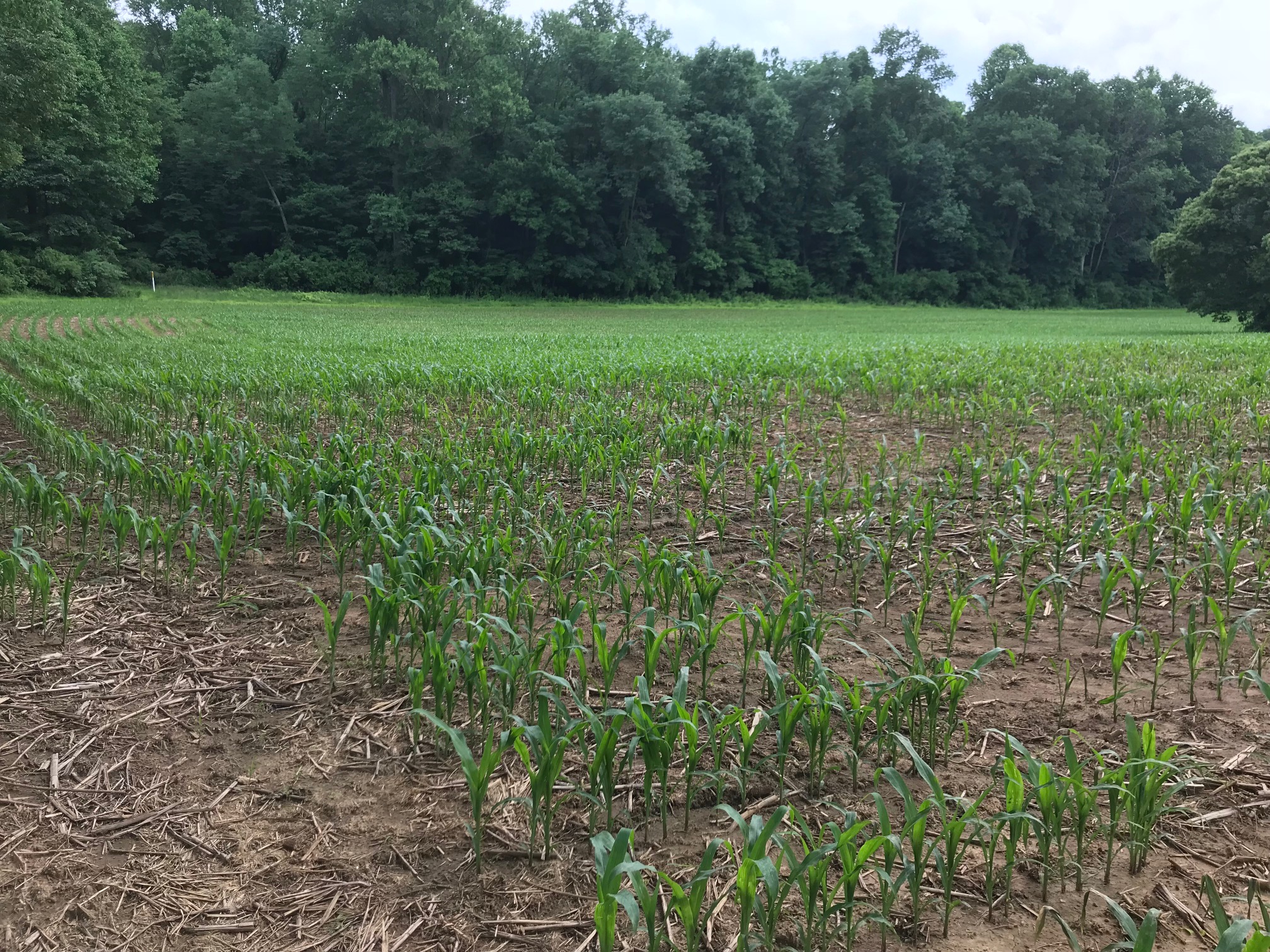 PA1314 Wing and Buck