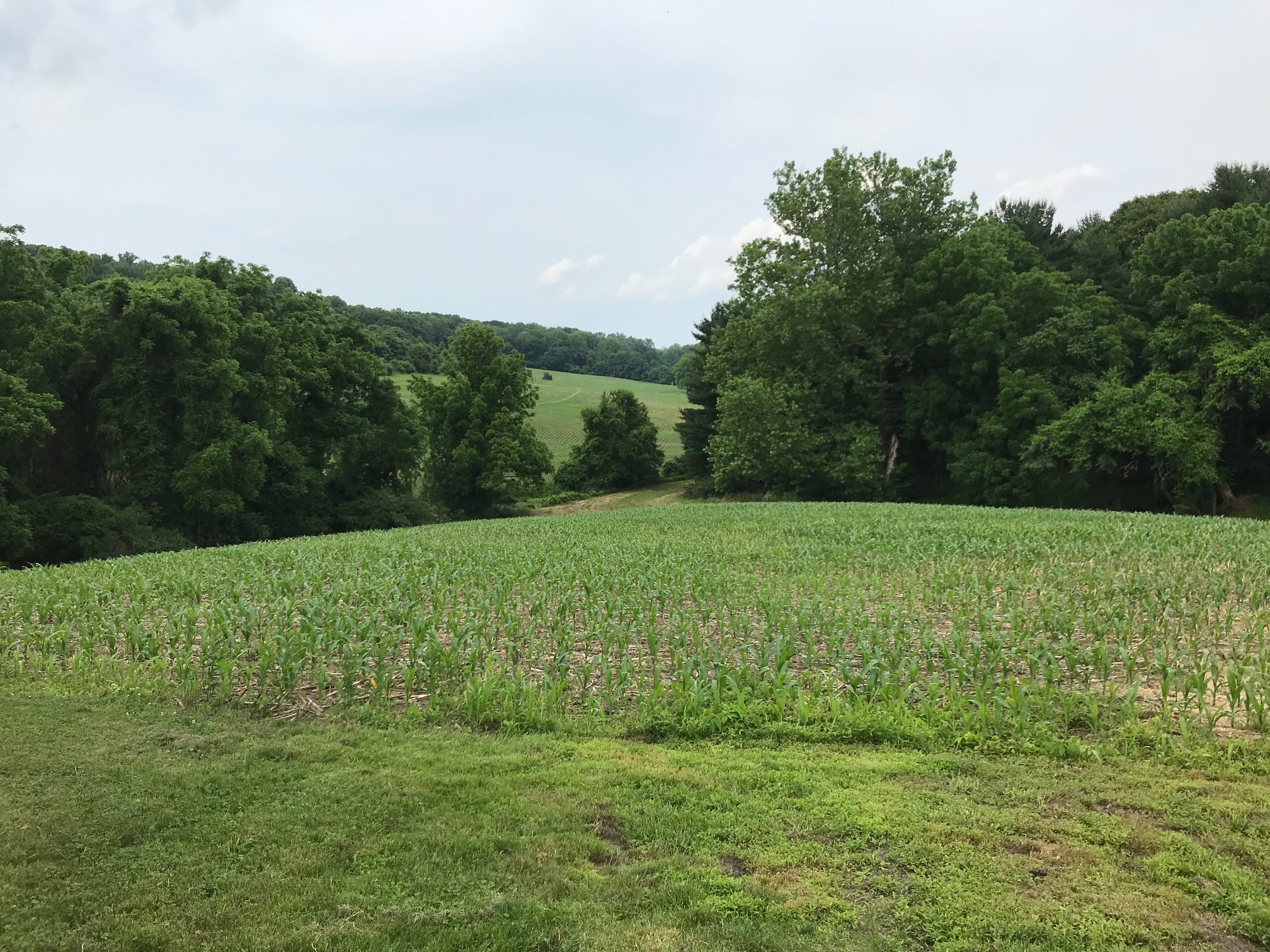 PA1314 Wing and Buck