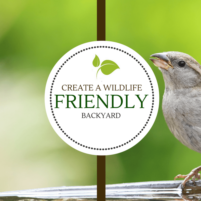 Create a Wildlife Friendly Backyard