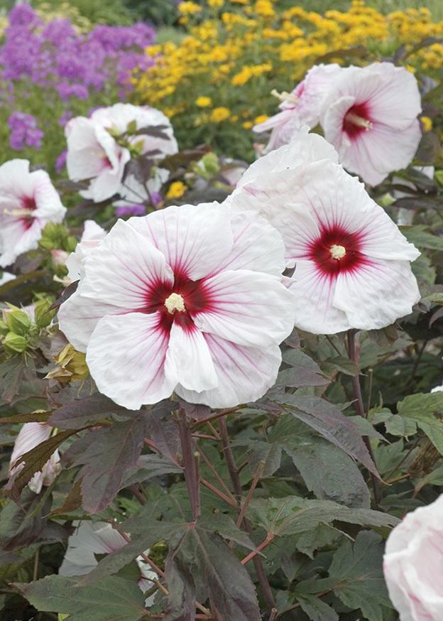 Hibiscus Perennial 'Kopper King' Wingard's Market
