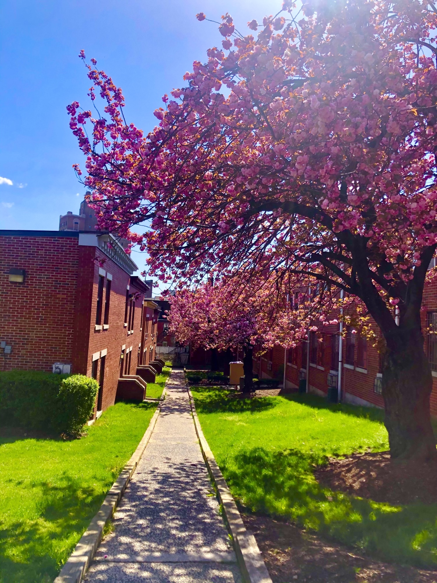 Spruce Park Apartments Newark, NJ Communities Wingate Companies