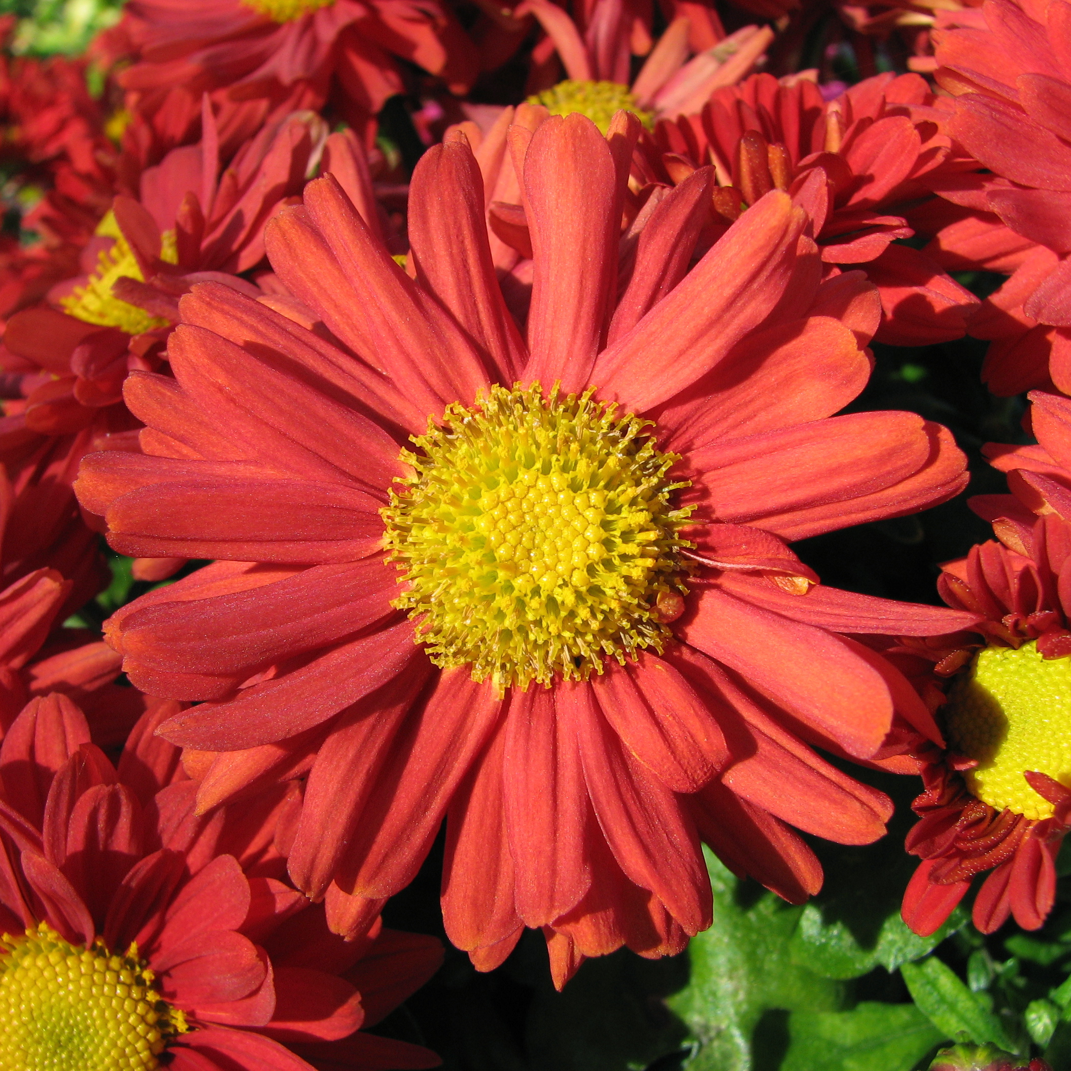 Chinese Flowers and Their Meanings ! WingCdesign