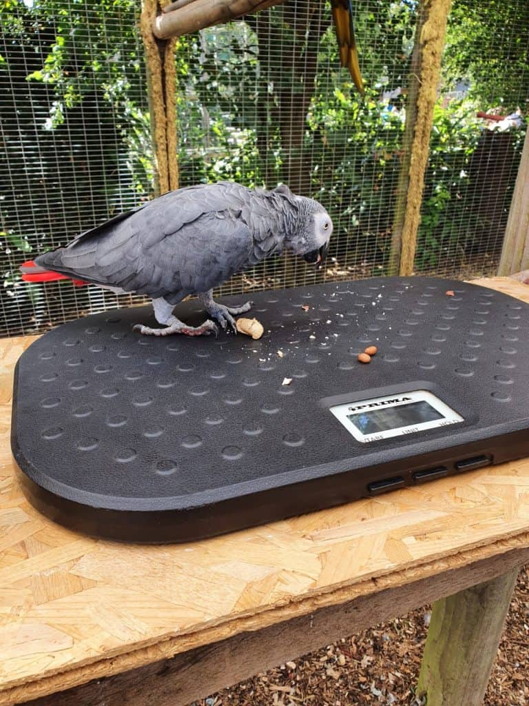 You’re Doing ‘Crate’ Animal Experiences At Wingham Wildlife Park In Kent