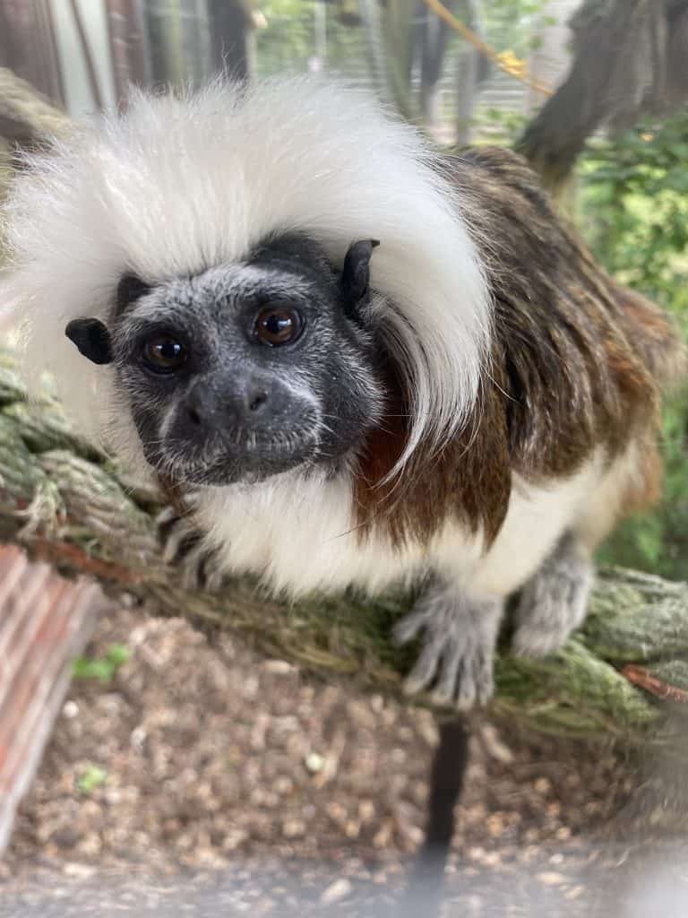 Small Primates to Make You Smile Animal Experiences At Wingham