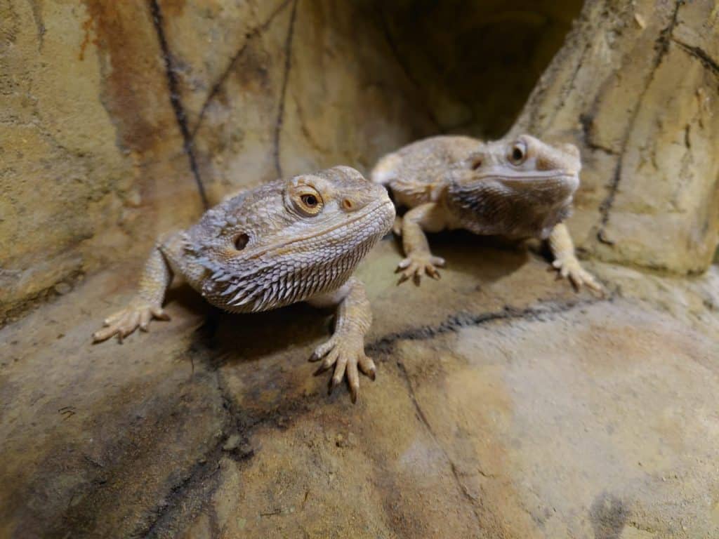 Pancaking Lizards Animal Experiences At Wingham Wildlife Park In Kent