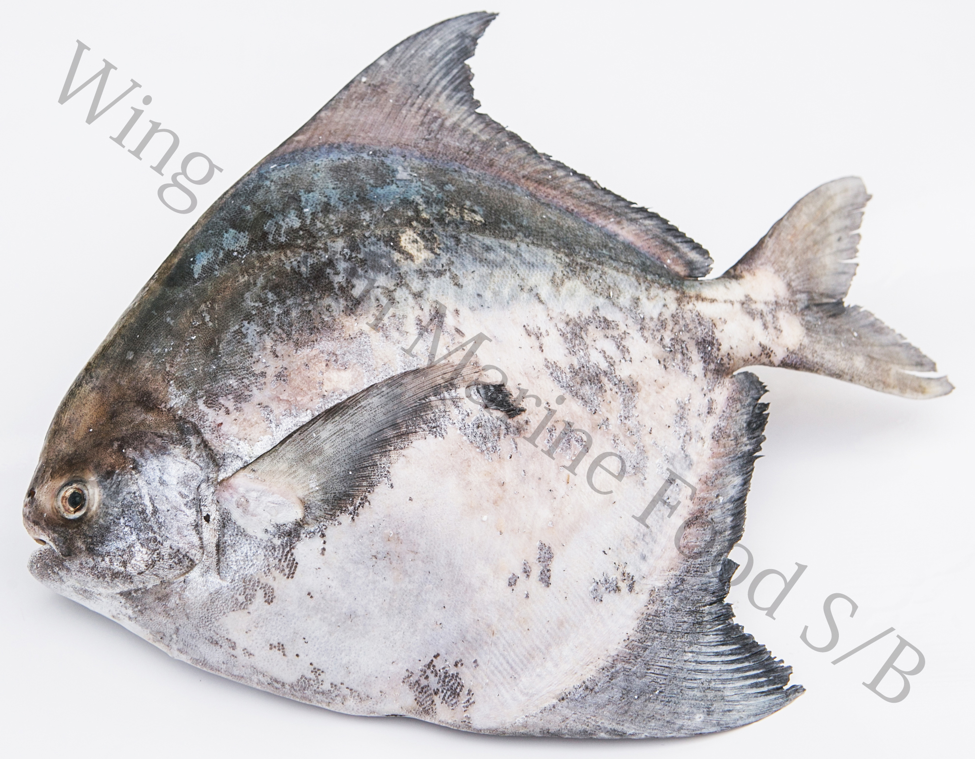 Local Chinese Pomfret Shop Online at Wing Hann