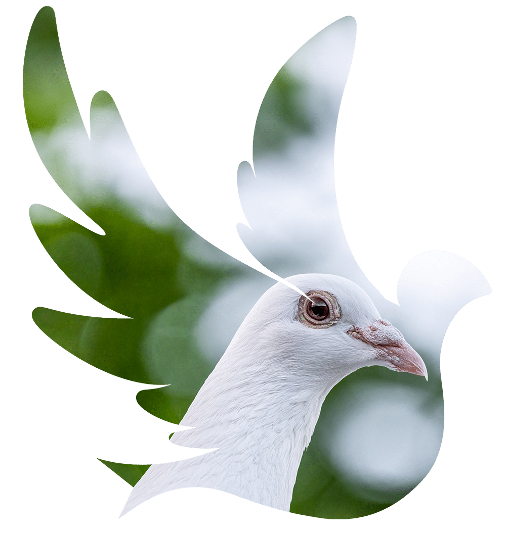 Wings of Celebration White Dove Releases for your special occasion