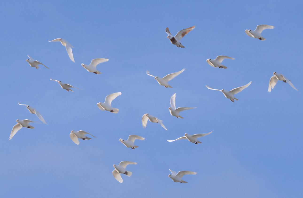 White Dove Release Packages