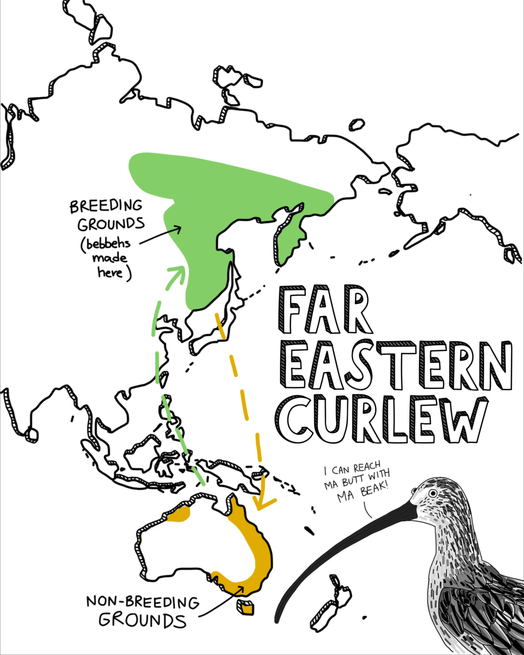 Meet The Shorebirds Eastern Curlew Wing Threads
