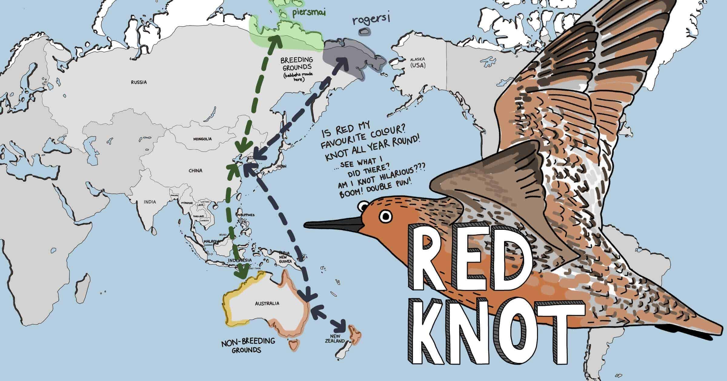 Meet the Shorebirds Red Knot Wing Threads