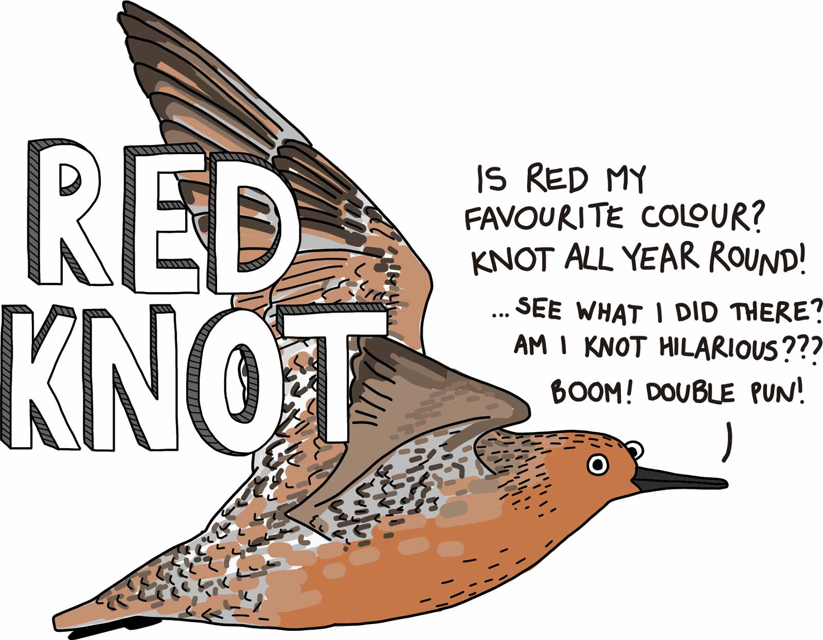 Meet the Shorebirds Red Knot Wing Threads