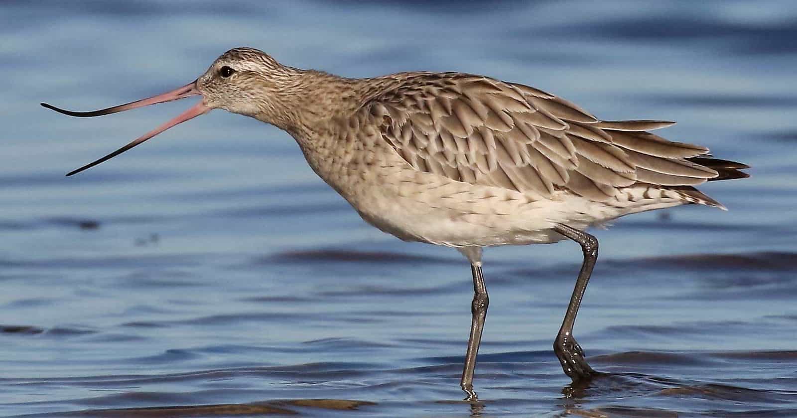 Shorebirds Are Incredibill! Wing Threads