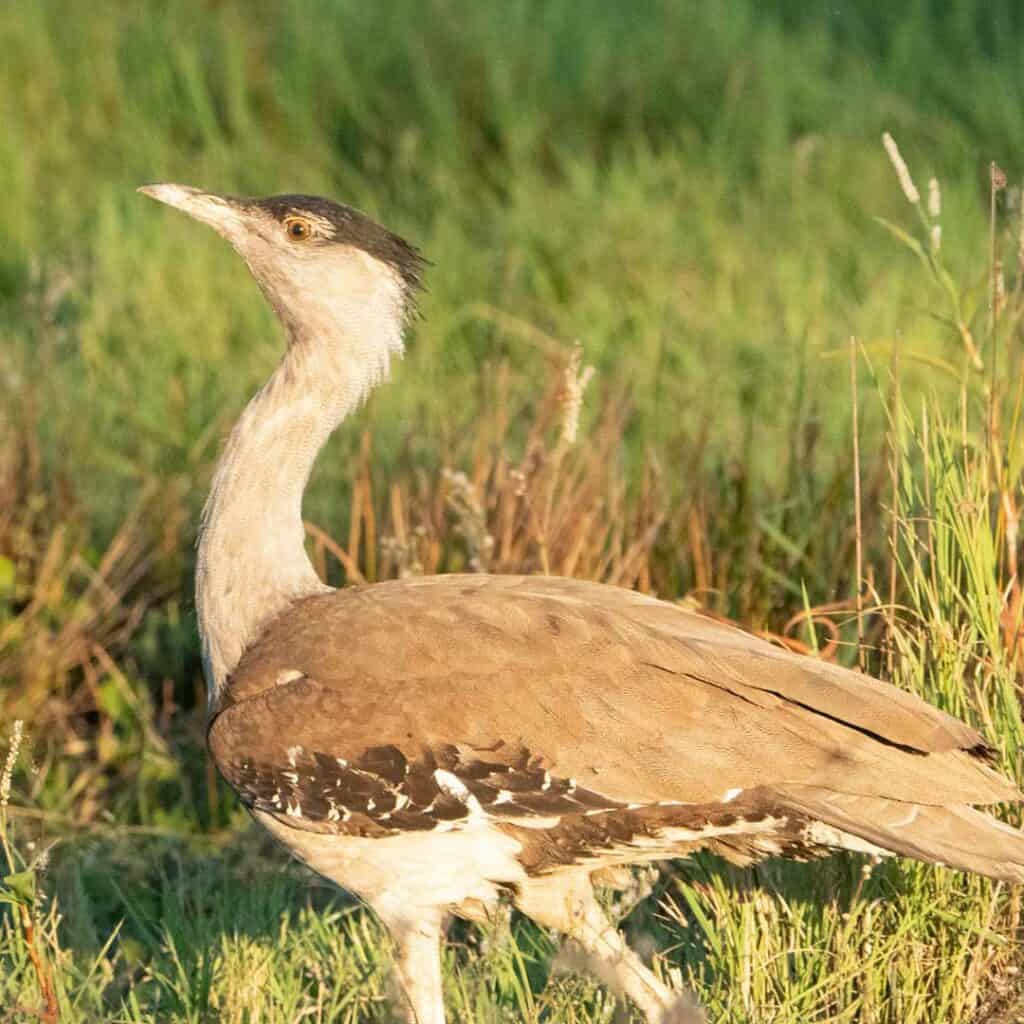 FL30 Rocky Road to the Tropics Wing Threads