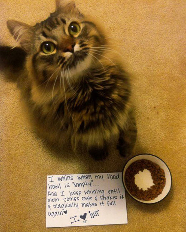 21 Cat Logic Examples That Prove We'll Never Understand Cats