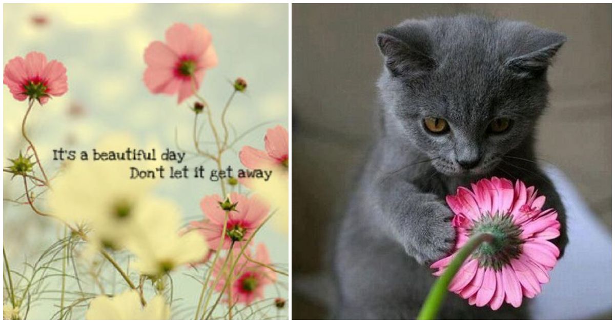 41 Delightful Flower Memes Blooming with Laughter