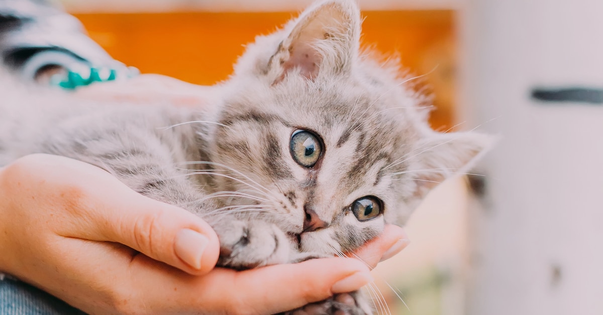 Petsmart Adoption Program - Winnebago County Animal Services