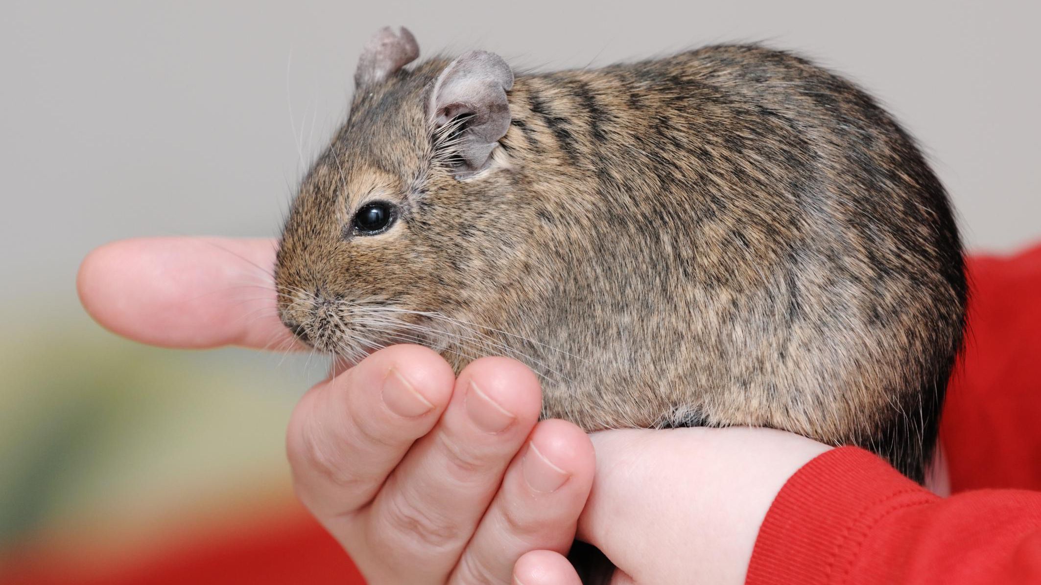 Degus The Basics Winnebago County Animal Services