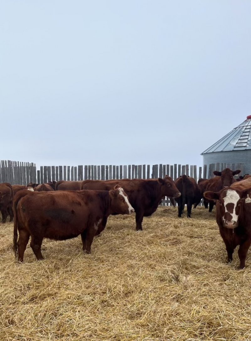 Winnipeg Livestock Sales Ltd. Winnipeg, MB Where Livestock Buyers