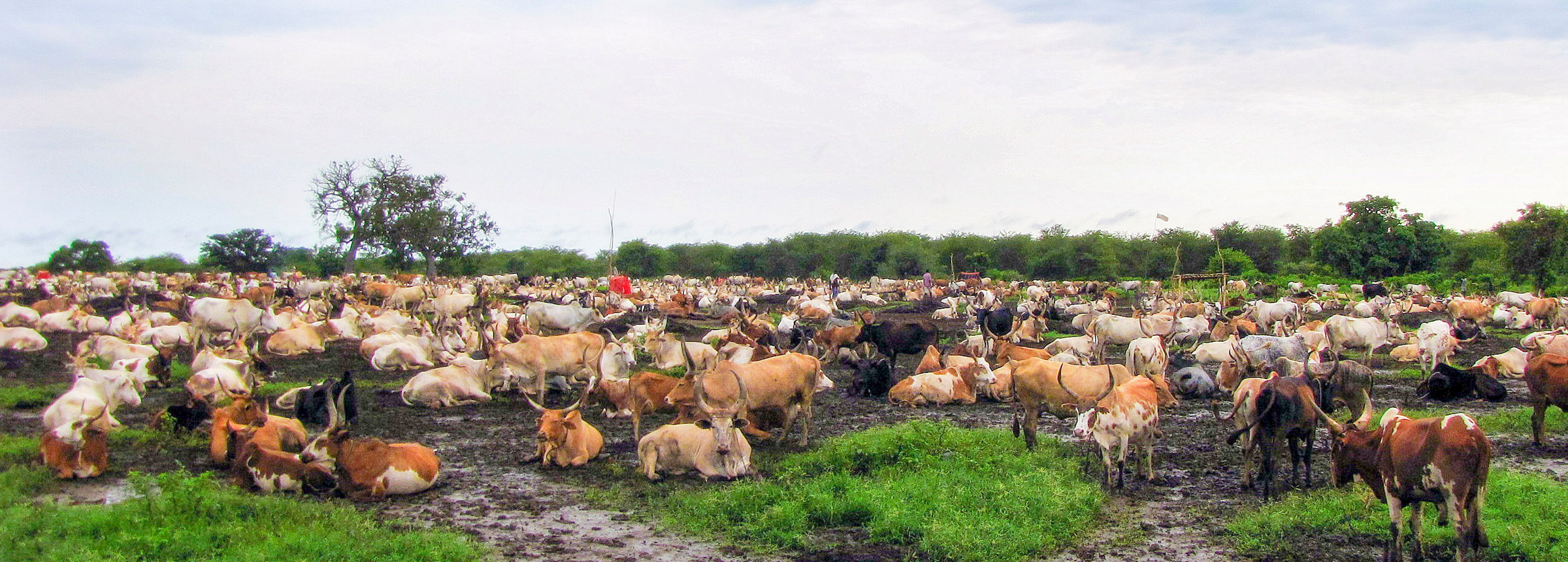 Winrock International » Supporting African Livestock
