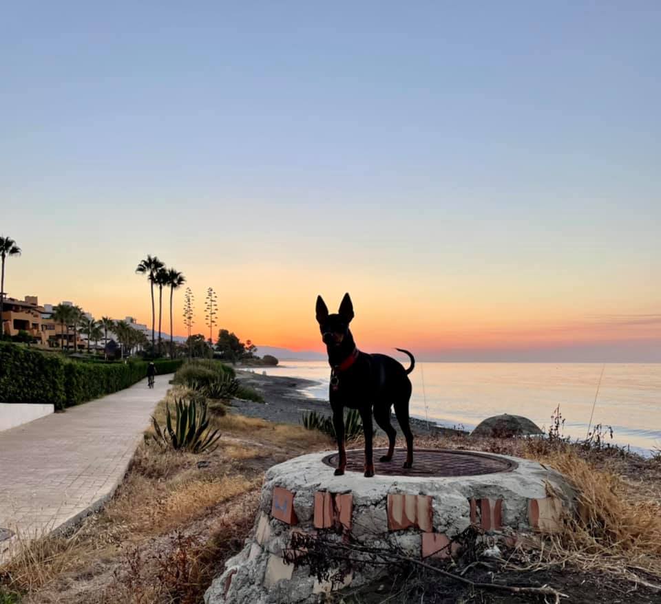 English Toy Terrier står vackert i solnedgången